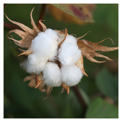 Organic_cotton_luomupuuvilla